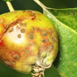 Борьба с болезнями в огороде - профилактика и лечение болезней овощных культур