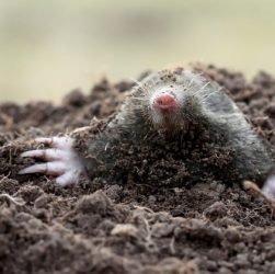 Борьба с кротами и землеройками - эффективные методы борьбы