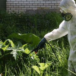 Борьба с сорняками в саду - эффективные методы борьбы с сорняками