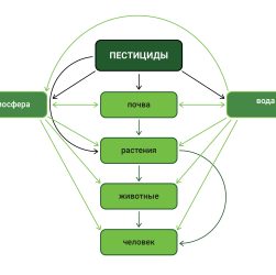 Экологическое садоводство - использование органических удобрений и методов борьбы с вредителями