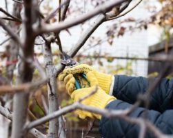 Осенние работы в саду и огороде - уборка урожая, подготовка к зиме