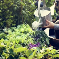 Полив сада и огорода - как правильно поливать растения