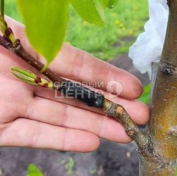 Прививка растений - как привить одно растение на другое