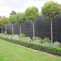 Сад в тени - выбор растений, хорошо растущих в тени