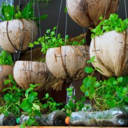 Создание огорода на балконе - выращивание овощей и зелени на балконе