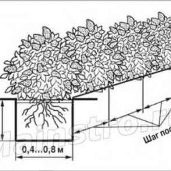 Создание живой изгороди - выбор растений, посадка и уход