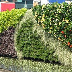 Вертикальное озеленение - использование лиан и вьющихся растений