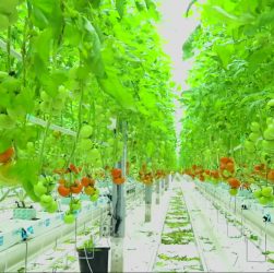 Вертикальные фермы - выращивание овощей и зелени в вертикальных конструкциях