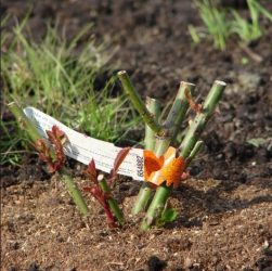 Весенние работы в саду и огороде - подготовка к сезону
