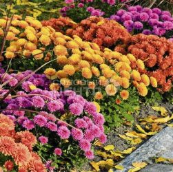 Выбор растений для сада - как подобрать растения, подходящие для вашего климата и почвы