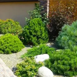 Выращивание хвойных растений - ели, сосны, туи, можжевельники