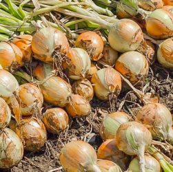 Выращивание лука и чеснока - посадка, уход, уборка урожая