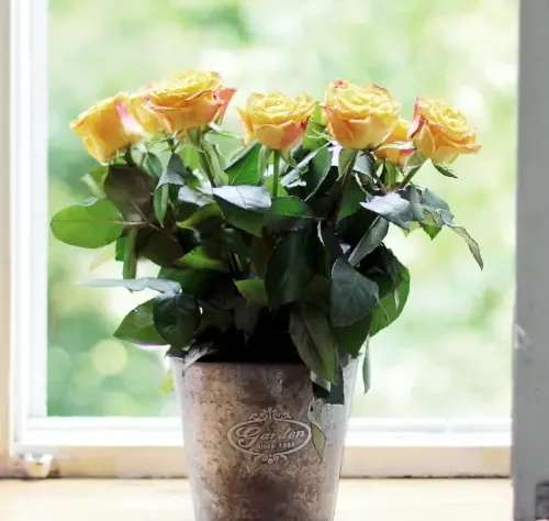 Выращивание роз - секреты успешного выращивания красивых и здоровых роз 1 Выращивание роз - секреты успешного выращивания красивых и здоровых роз