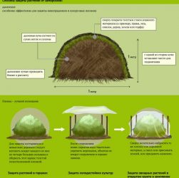 Защита растений от заморозков - советы по защите растений от заморозков